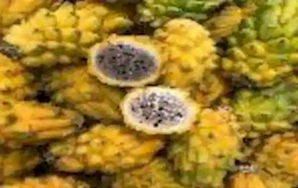 Pitaya