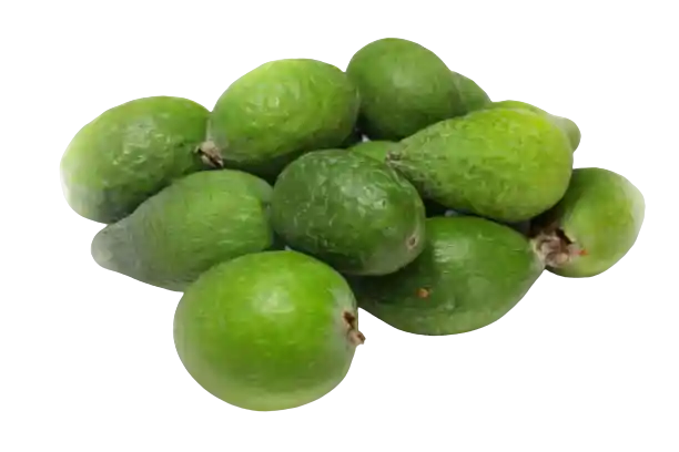 Feijoa Primera