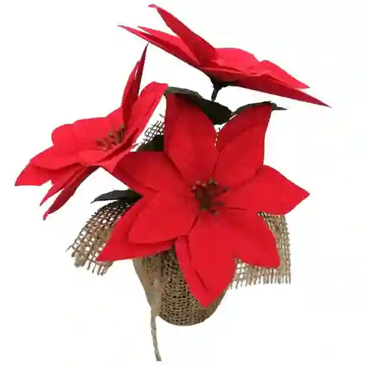 Krea Ponsetia en Maceta