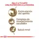 Royal Canin  Alimento para Gato Adulto Mayor Envejecimiento