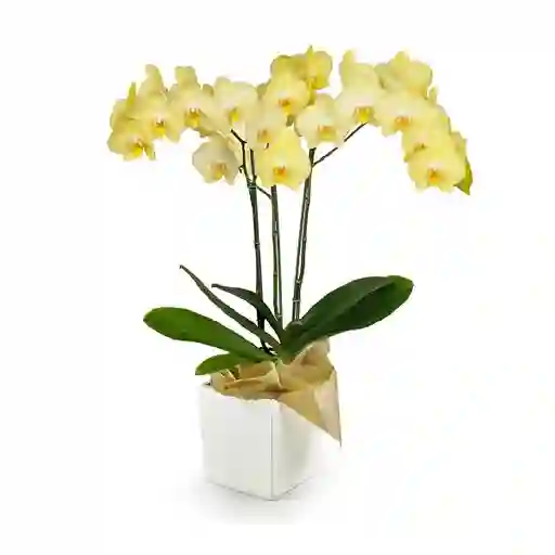 Orquídea Amarilla Premium en Matera