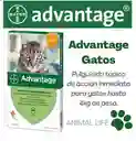 Advantage Antipulgas para Gato 