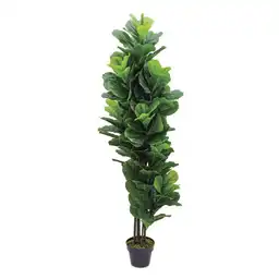 Planta Ficus Pandurata 6798 Ambiente Gourmet