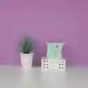 Toallita Desmaquillantes de Aceite Árbol de té Serie Miniso
