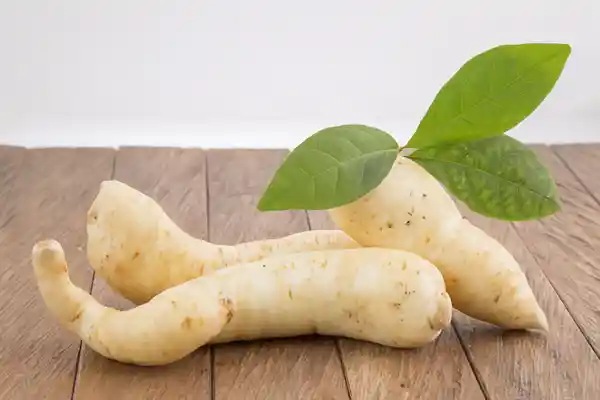 Arracacha