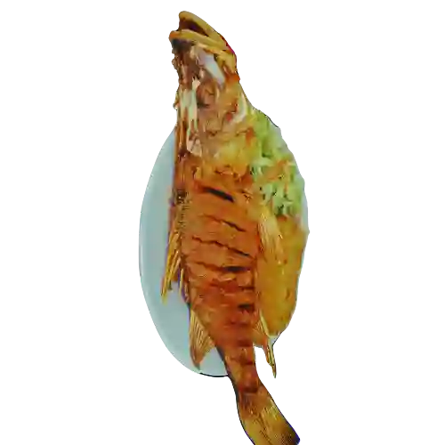 Robalo