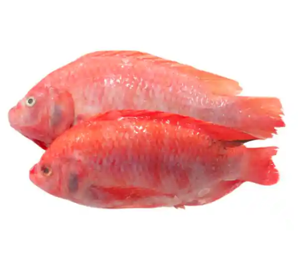 Mojarra Roja Pequeña