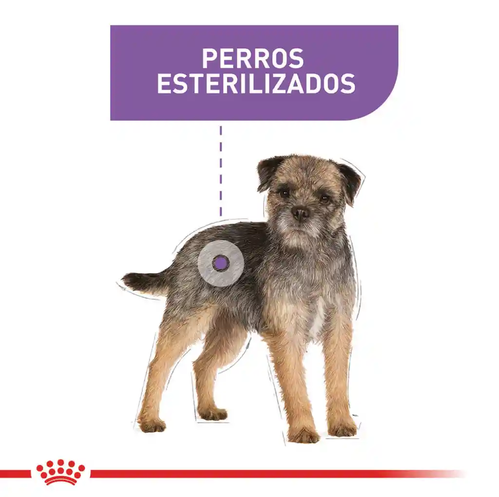 Royal Canin Alimento Para Perro Mini Sterilised 1 Kg