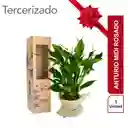 Anturio Midi Rosado Con Fique Decorativo