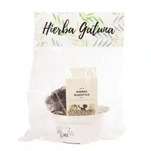 Pet Antojos Kit Hierba Gatuna Con Matera