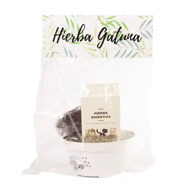 Pet Antojos Kit Hierba Gatuna Con Matera