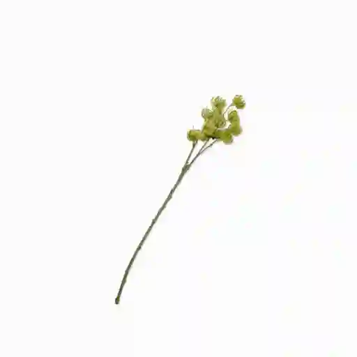 Flor Pino Silvestre Verde Ambiente Gourmet