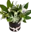 Flores Arrelglo Jardincito Negro Con Y Suculenta