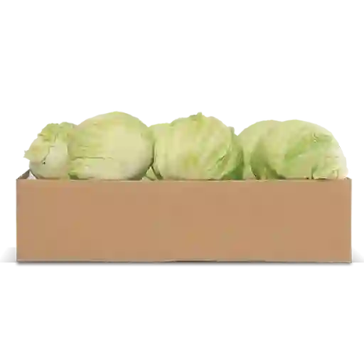 Lechuga Batavia