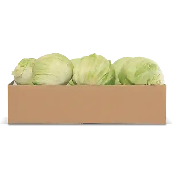Lechuga Batavia