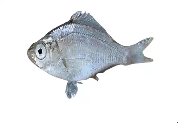 Mojarra Blanca