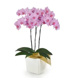 Orquidea Impresionista Premium Con Matera