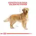 Royal Canin Alimento para Perros Golden Retriever Adultos