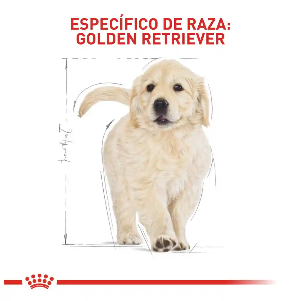 Royal Canin Breed Health Nutrition Golden Retriever Puppy