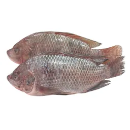 Mojarra Plateada