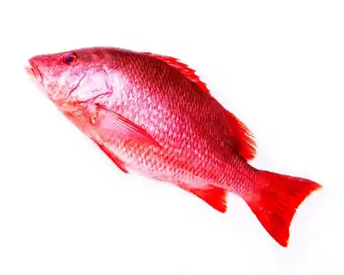 Pargo Rojo Rodajas