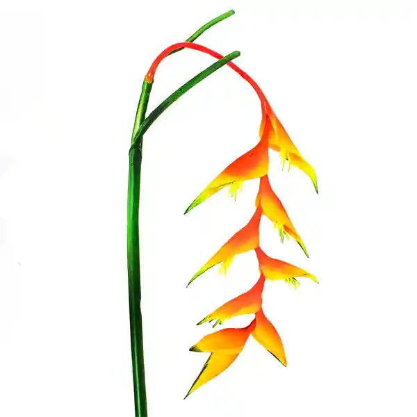 Heliconia Artificial Mada Multicolor 91246