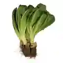 Members Selection Lechuga Romana - Pricesmart