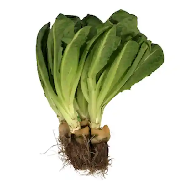 Members Selection Lechuga Romana - Pricesmart