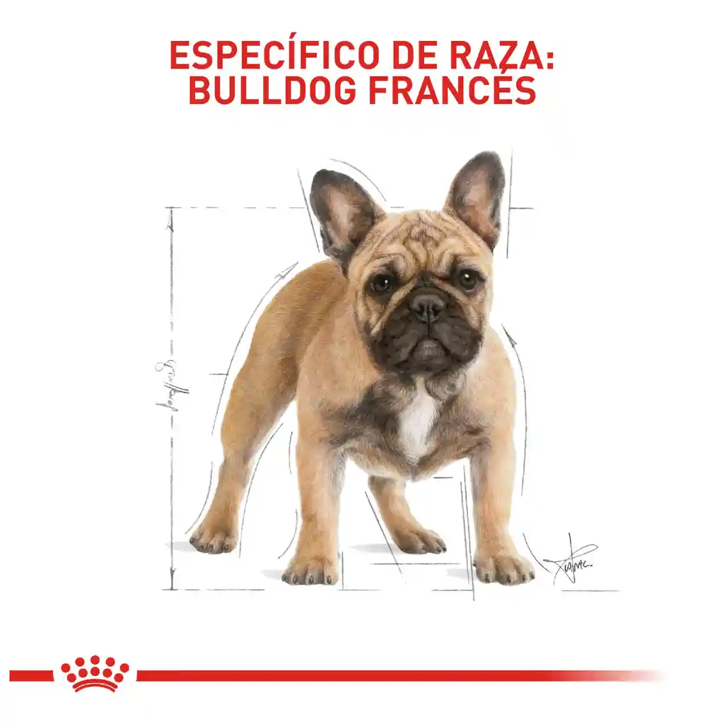 Royal Canin Alimento para Perro Bulldog Frances