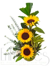 3 Girasoles En Bombonera