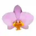 Orquídea Lavanda Success en Matera