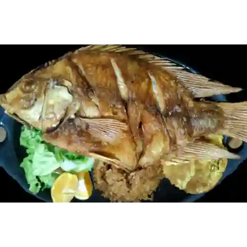 Tilapia