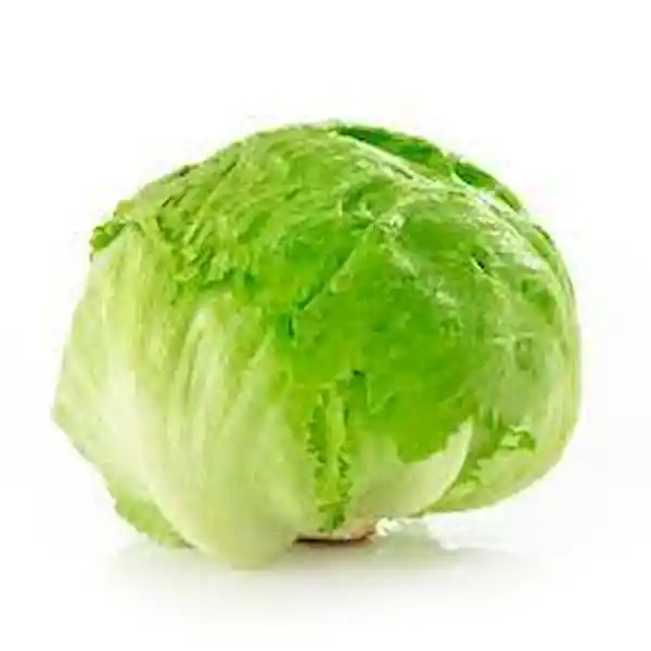 Lechuga Batavia