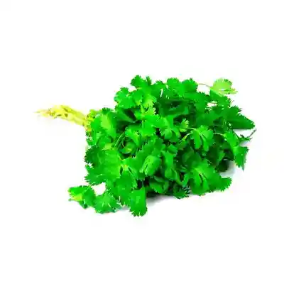 Cilantro