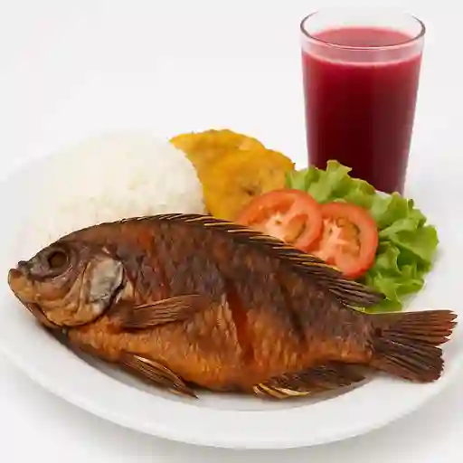 Tilapia