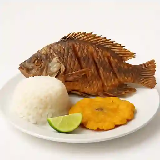Tilapia