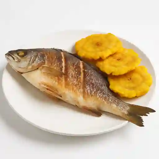 Corvina