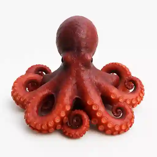 Pulpo