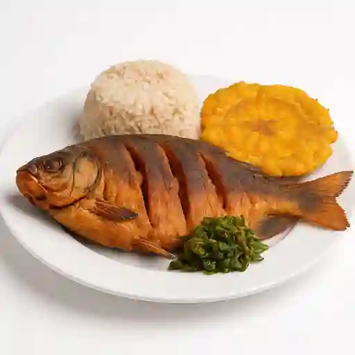 Cachama