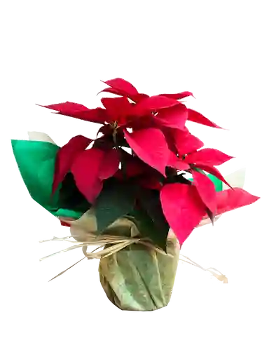 Poinsettia P 14 - Planta de Navidad