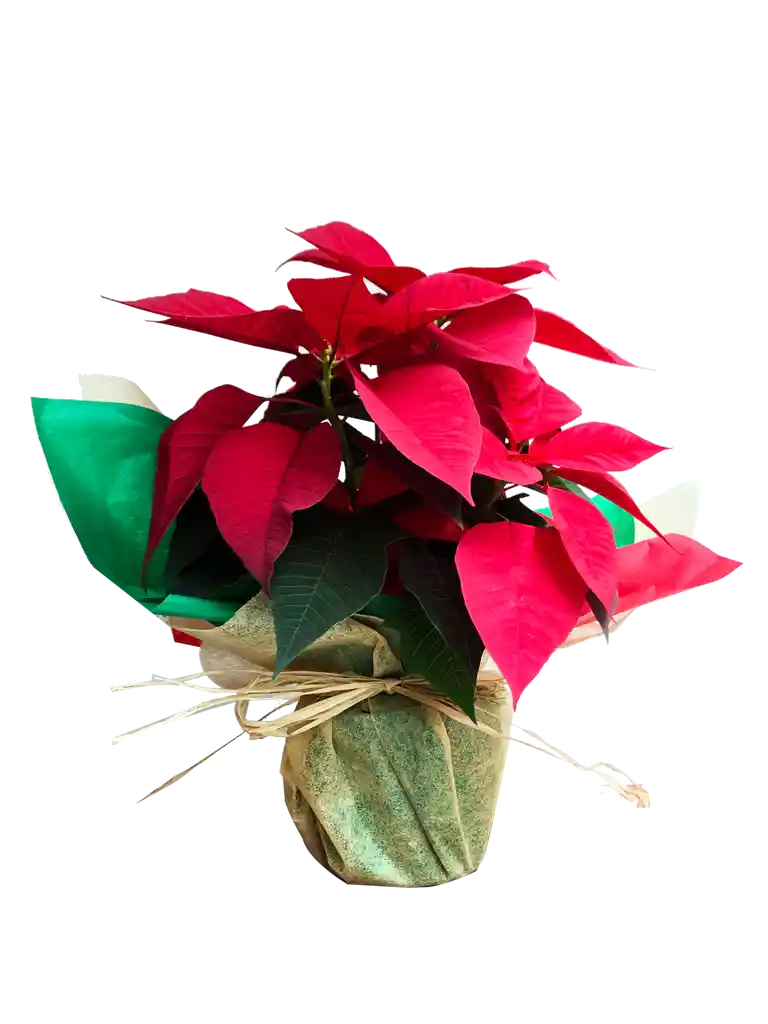 Poinsettia P 14 - Planta de Navidad