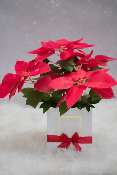 Poinsettia Roja