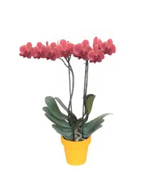 Orquídea Coral Con Matera Plástica