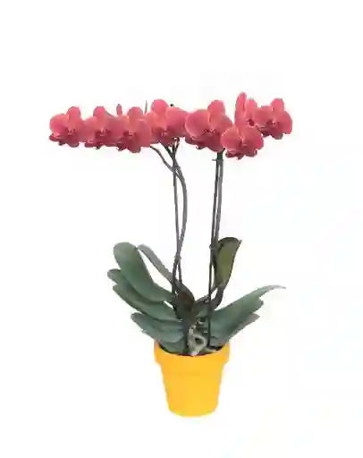 Orquídea Coral Con Matera Plástica