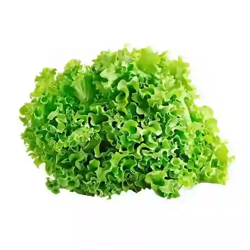 Lechuga Verde Crespa Hidroponica