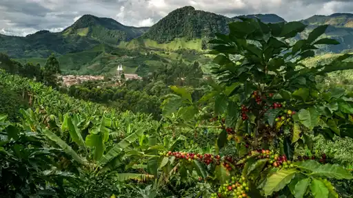 Tesoro de la Montaña