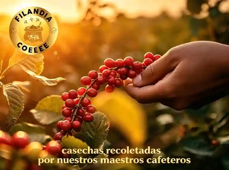 Filandia Coffee a Domicilio Filandia Coffee