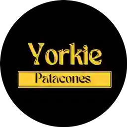 Yorkie Patacones a Domicilio