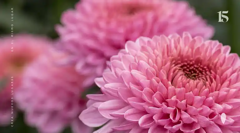 Flores El Capiro a Domicilio