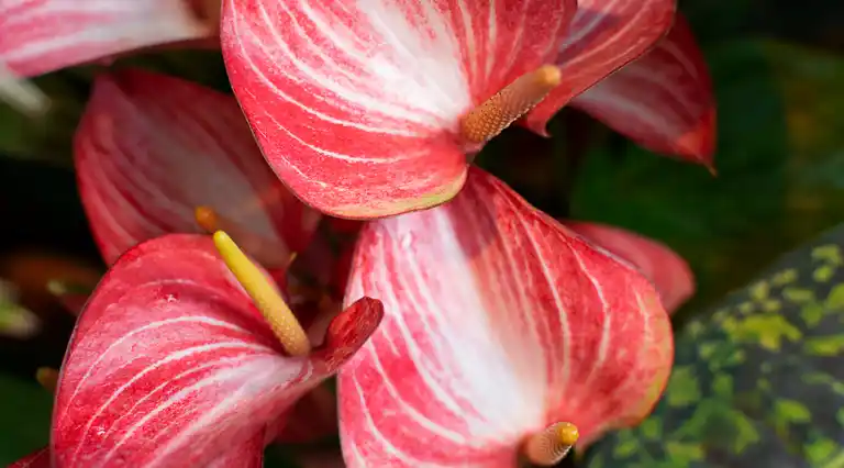 Orquídeas Y Flores Piante a Domicilio